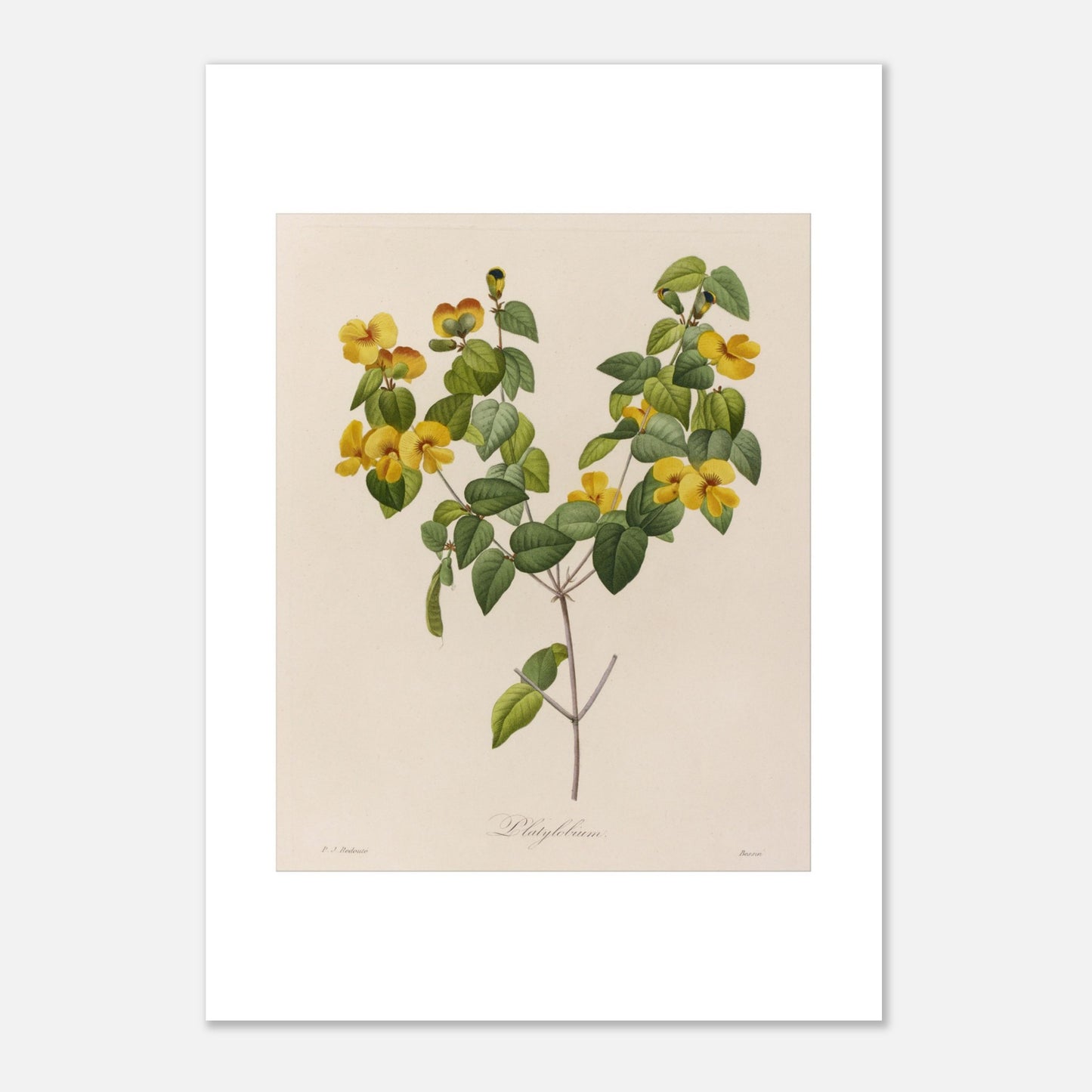Gravure naturaliste ancienne de Platylobium par Pierre-Joseph Redouté (21x29,7 cm (A4)). Planche botanique ancienne de Platylobium par Pierre-Joseph Redouté, montrant des fleurs jaunes et des feuilles vertes sur fond beige.