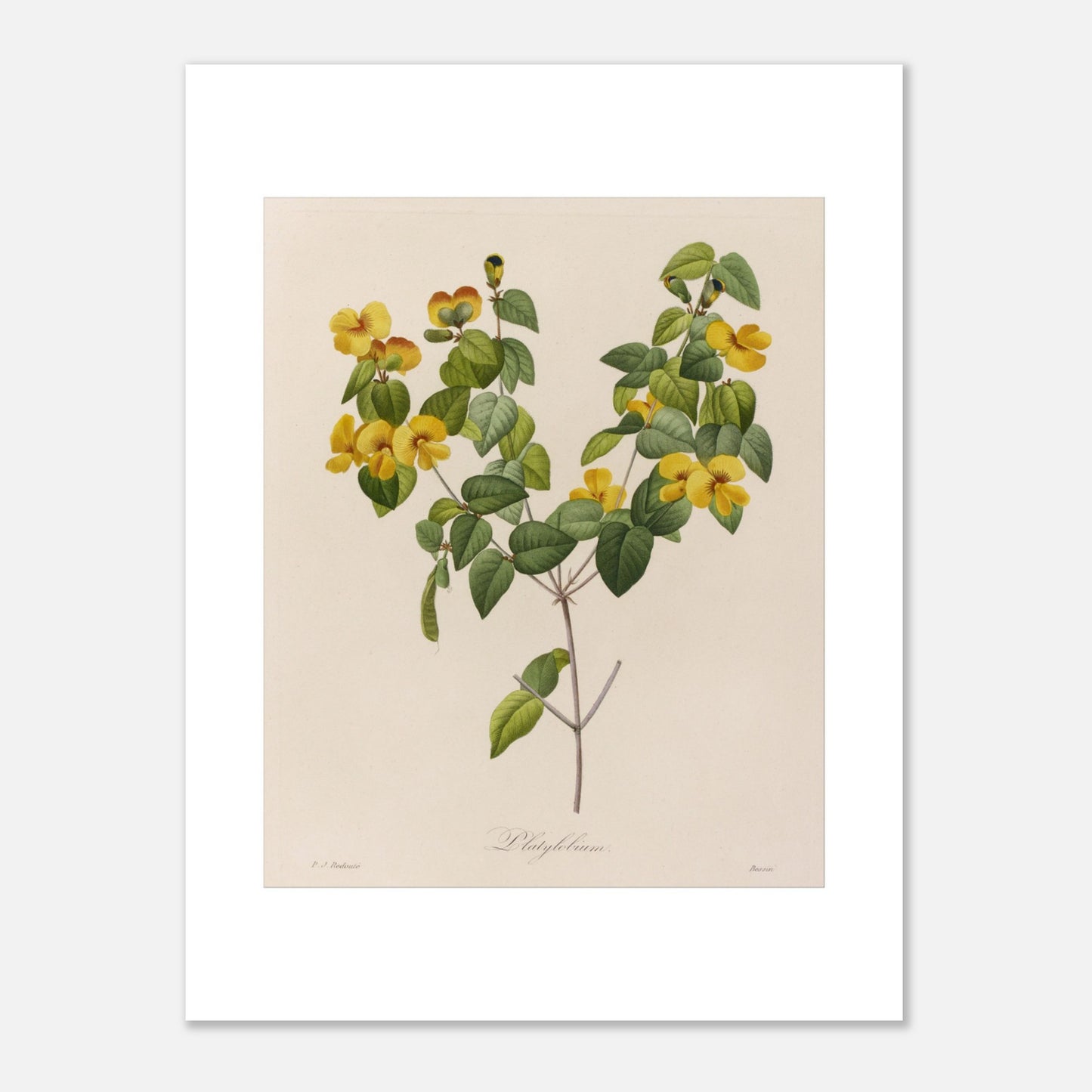 Gravure naturaliste ancienne de Platylobium par Pierre-Joseph Redouté (30x40 cm). Planche botanique ancienne de Platylobium par Pierre-Joseph Redouté, montrant des fleurs jaunes et des feuilles vertes sur fond beige.