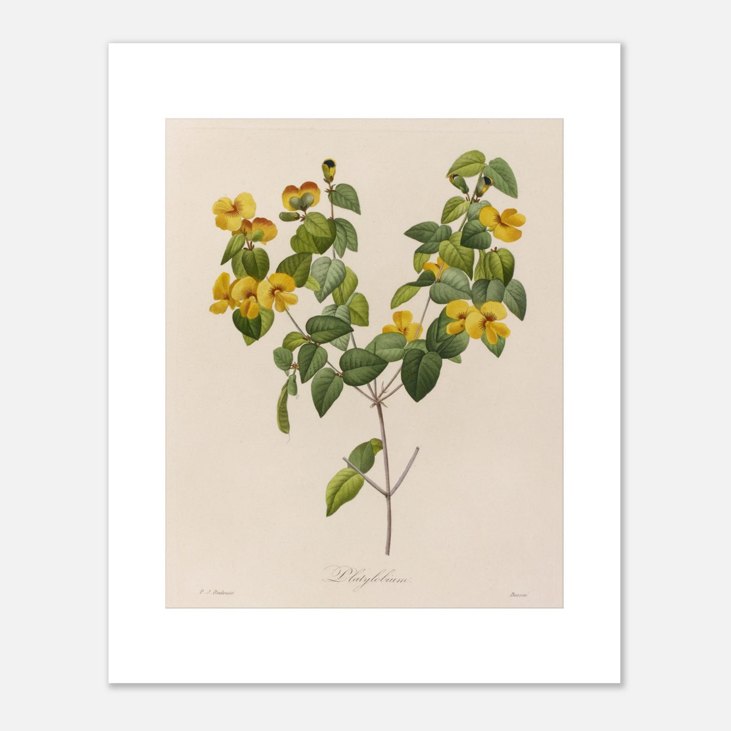 Gravure naturaliste ancienne de Platylobium par Pierre-Joseph Redouté (40x50 cm). Planche botanique ancienne de Platylobium par Pierre-Joseph Redouté, montrant des fleurs jaunes et des feuilles vertes sur fond beige.