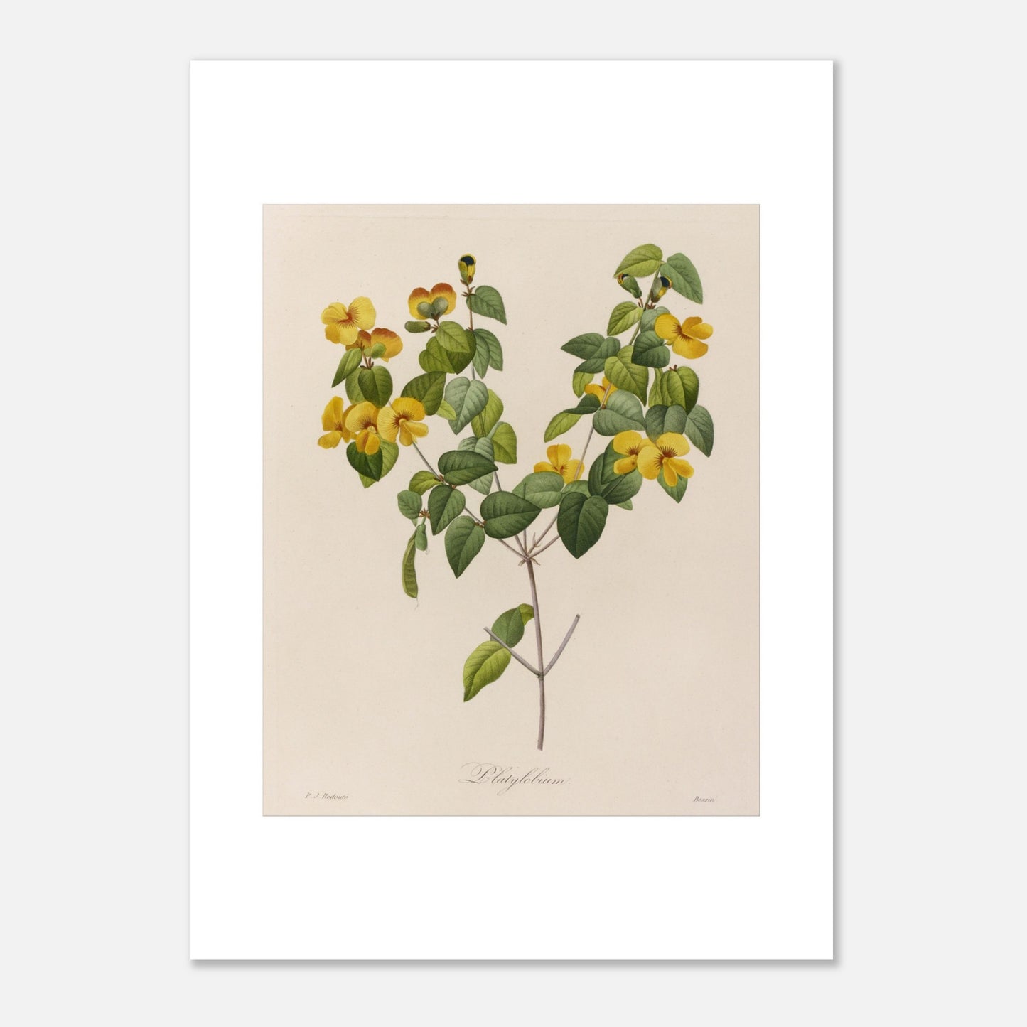 Gravure naturaliste ancienne de Platylobium par Pierre-Joseph Redouté (50x70 cm). Planche botanique ancienne de Platylobium par Pierre-Joseph Redouté, montrant des fleurs jaunes et des feuilles vertes sur fond beige.