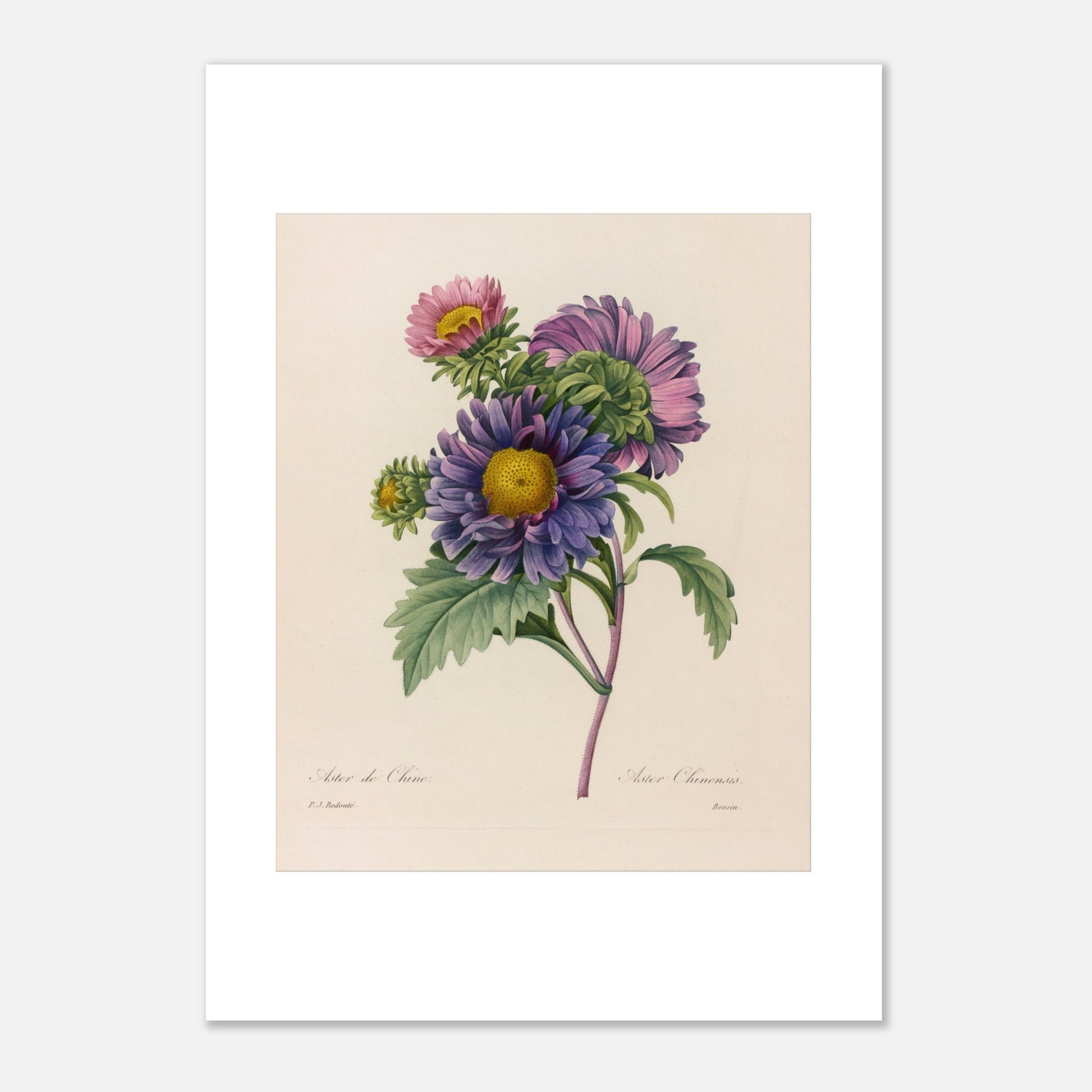 Gravure naturaliste ancienne Aster de Chine par Pierre-Joseph Redouté (21x29,7 cm (A4)). Planche botanique ancienne de Pierre-Joseph Redouté représentant des fleurs d'aster de Chine violettes et roses avec des centres jaunes et des feuilles vertes.