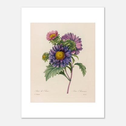 Gravure naturaliste ancienne Aster de Chine par Pierre-Joseph Redouté (30x40 cm). Planche botanique ancienne de Pierre-Joseph Redouté représentant des fleurs d'aster de Chine violettes et roses avec des centres jaunes et des feuilles vertes.