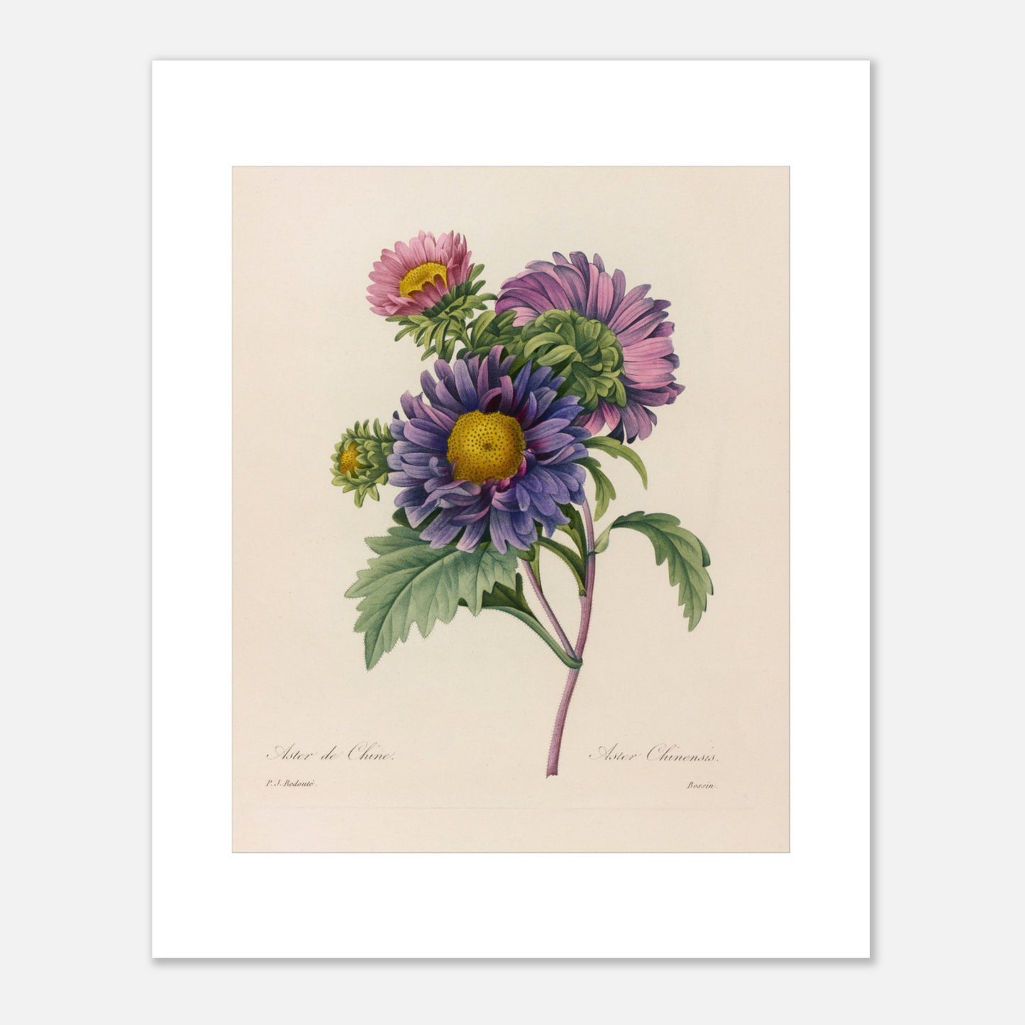 Gravure naturaliste ancienne Aster de Chine par Pierre-Joseph Redouté (40x50 cm). Planche botanique ancienne de Pierre-Joseph Redouté représentant des fleurs d'aster de Chine violettes et roses avec des centres jaunes et des feuilles vertes.