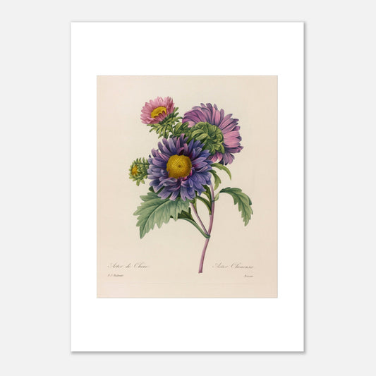 Gravure naturaliste ancienne Aster de Chine par Pierre-Joseph Redouté (42x59,4 cm (A2)). Planche botanique ancienne de Pierre-Joseph Redouté représentant des fleurs d'aster de Chine violettes et roses avec des centres jaunes et des feuilles vertes.