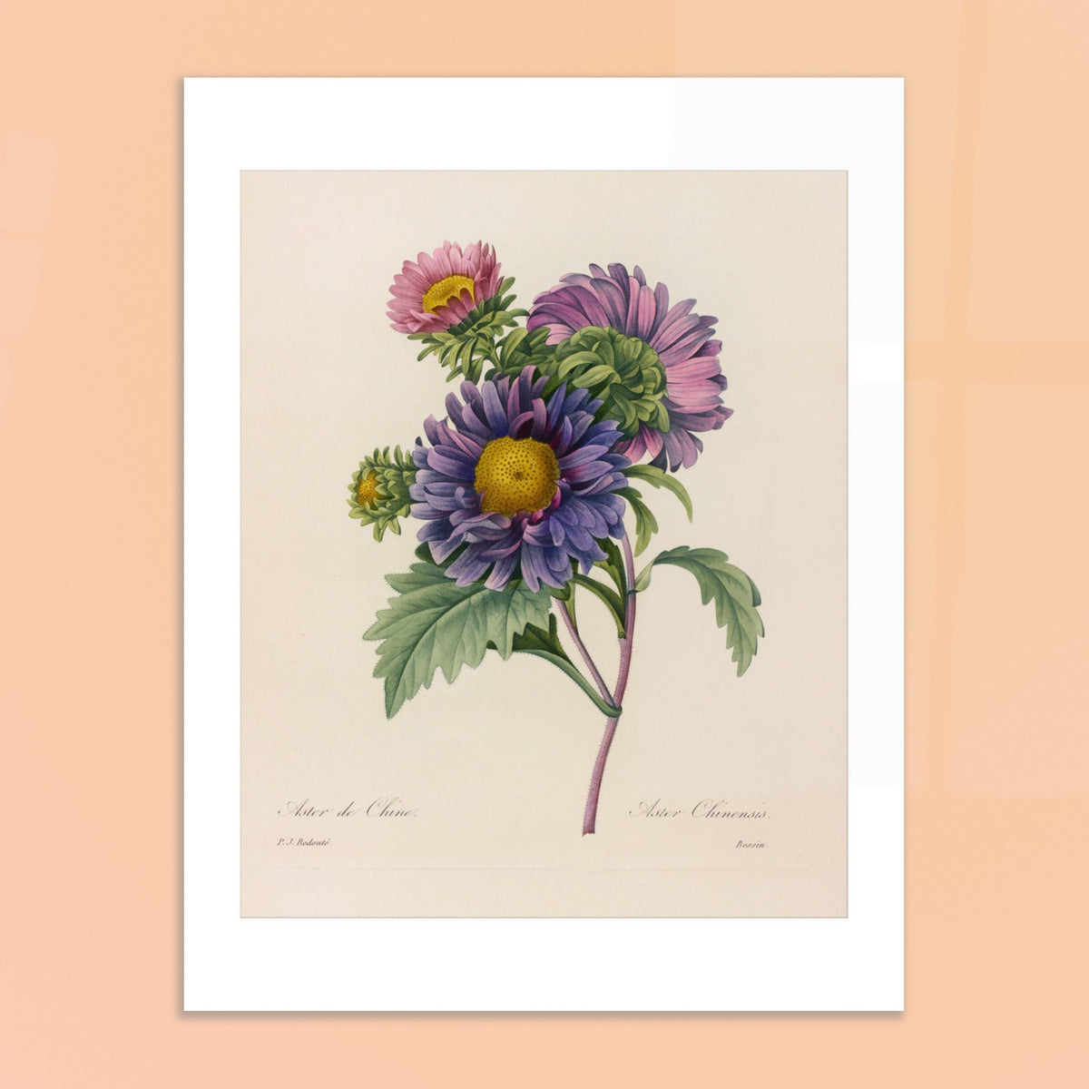 Antique Naturalistic Engraving China Aster by Pierre-Joseph Redouté. Antique botanical plate by Pierre-Joseph Redouté depicting purple and pink China aster flowers with yellow centers and green leaves.