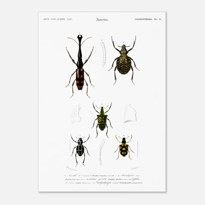 Gravure naturaliste : Brenthie de Temminck et coléoptères divers (29,7x42 cm (A3)). Planche d'insectes du "Dictionnaire Universel d'Histoire Naturelle" de Charles d'Orbigny, présentant quatre types de coléoptères numérotés, dont un longicorne.
