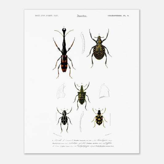 Gravure naturaliste : Brenthie de Temminck et coléoptères divers (40x50 cm). Planche d'insectes du "Dictionnaire Universel d'Histoire Naturelle" de Charles d'Orbigny, présentant quatre types de coléoptères numérotés, dont un longicorne.