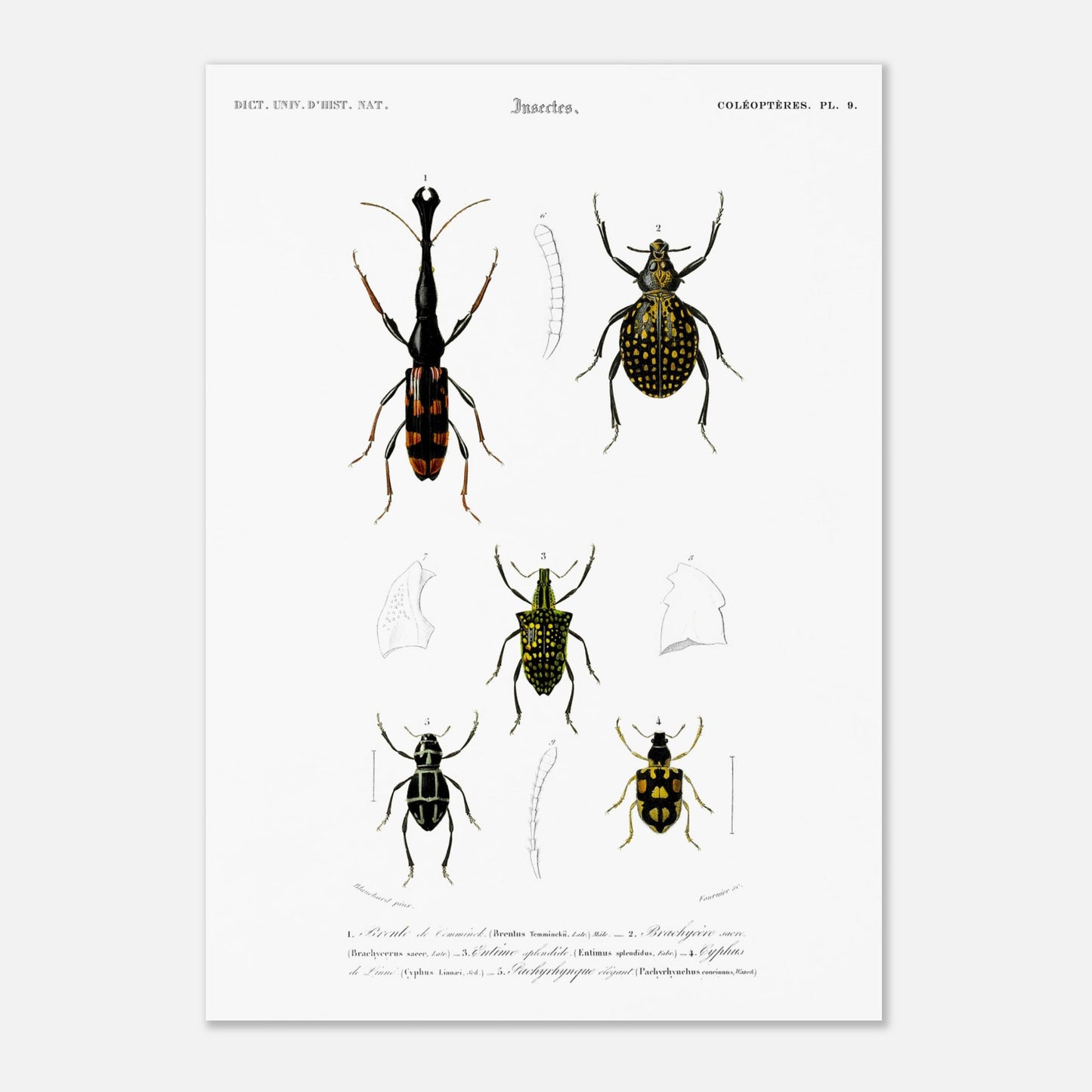 Gravure naturaliste : Brenthie de Temminck et coléoptères divers (42x59,4 cm (A2)). Planche d'insectes du "Dictionnaire Universel d'Histoire Naturelle" de Charles d'Orbigny, présentant quatre types de coléoptères numérotés, dont un longicorne.