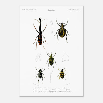 Gravure naturaliste : Brenthie de Temminck et coléoptères divers (42x59,4 cm (A2)). Planche d'insectes du "Dictionnaire Universel d'Histoire Naturelle" de Charles d'Orbigny, présentant quatre types de coléoptères numérotés, dont un longicorne.