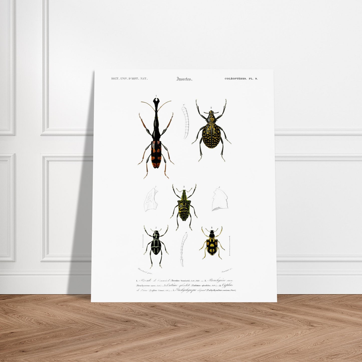 Gravure naturaliste : Brenthie de Temminck et coléoptères divers. Planche d'insectes du "Dictionnaire Universel d'Histoire Naturelle" de Charles d'Orbigny, présentant quatre types de coléoptères numérotés, dont un longicorne. Image d'illustration 5