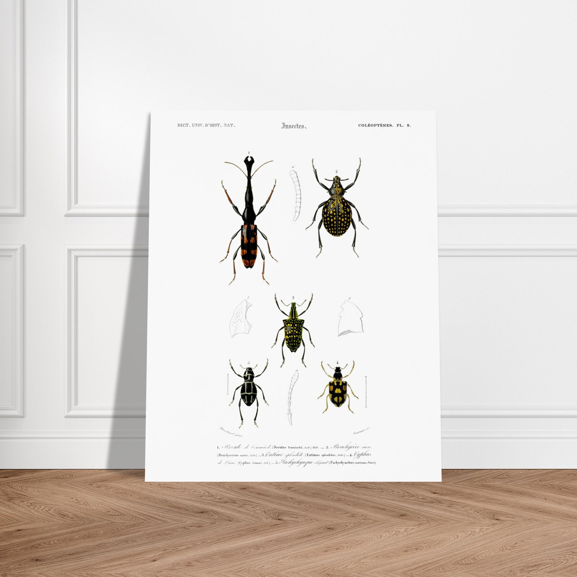 Gravure naturaliste : Brenthie de Temminck et coléoptères divers. Planche d'insectes du "Dictionnaire Universel d'Histoire Naturelle" de Charles d'Orbigny, présentant quatre types de coléoptères numérotés, dont un longicorne. Image d'illustration 5