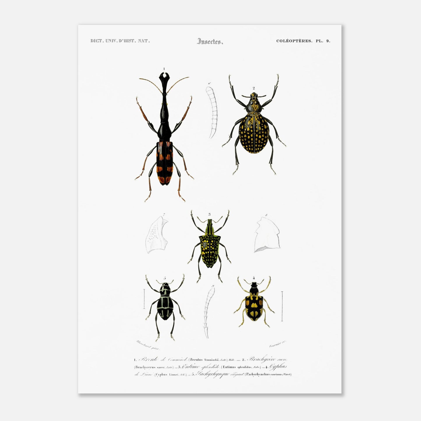 Gravure naturaliste : Brenthie de Temminck et coléoptères divers (50x70 cm). Planche d'insectes du "Dictionnaire Universel d'Histoire Naturelle" de Charles d'Orbigny, présentant quatre types de coléoptères numérotés, dont un longicorne.