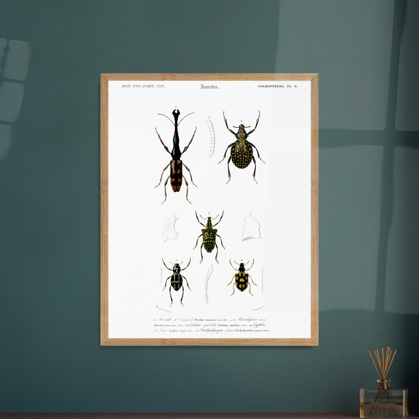 Gravure naturaliste : Brenthie de Temminck et coléoptères divers. Planche d'insectes du "Dictionnaire Universel d'Histoire Naturelle" de Charles d'Orbigny, présentant quatre types de coléoptères numérotés, dont un longicorne. Image d'illustration 6