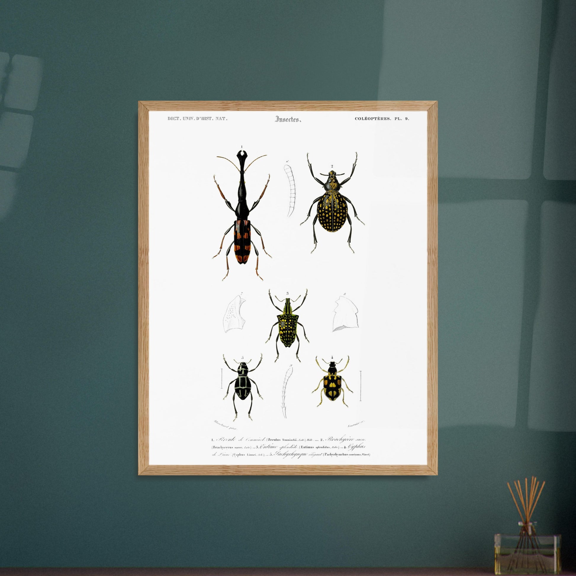Gravure naturaliste : Brenthie de Temminck et coléoptères divers. Planche d'insectes du "Dictionnaire Universel d'Histoire Naturelle" de Charles d'Orbigny, présentant quatre types de coléoptères numérotés, dont un longicorne. Image d'illustration 6