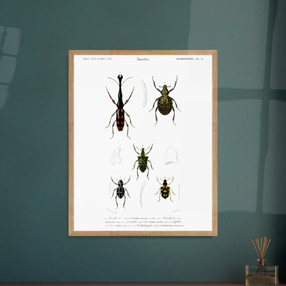 Gravure naturaliste : Brenthie de Temminck et coléoptères divers. Planche d'insectes du "Dictionnaire Universel d'Histoire Naturelle" de Charles d'Orbigny, présentant quatre types de coléoptères numérotés, dont un longicorne. Image d'illustration 6