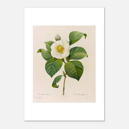 Gravure naturaliste Camellia blanc, Pierre-Joseph Redouté (29,7x42 cm (A3)). Planche botanique de Pierre-Joseph Redouté présentant une fleur de camélia blanc avec des feuilles vertes.