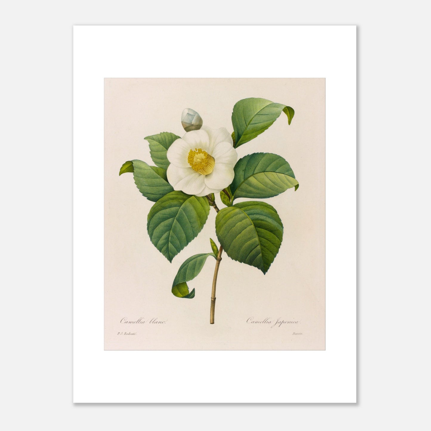 Gravure naturaliste Camellia blanc, Pierre-Joseph Redouté (30x40 cm). Planche botanique de Pierre-Joseph Redouté présentant une fleur de camélia blanc avec des feuilles vertes.