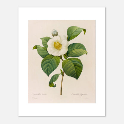 Gravure naturaliste Camellia blanc, Pierre-Joseph Redouté (40x50 cm). Planche botanique de Pierre-Joseph Redouté présentant une fleur de camélia blanc avec des feuilles vertes.