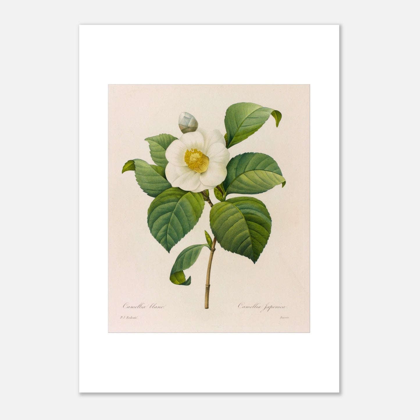 Gravure naturaliste Camellia blanc, Pierre-Joseph Redouté (42x59,4 cm (A2)). Planche botanique de Pierre-Joseph Redouté présentant une fleur de camélia blanc avec des feuilles vertes.