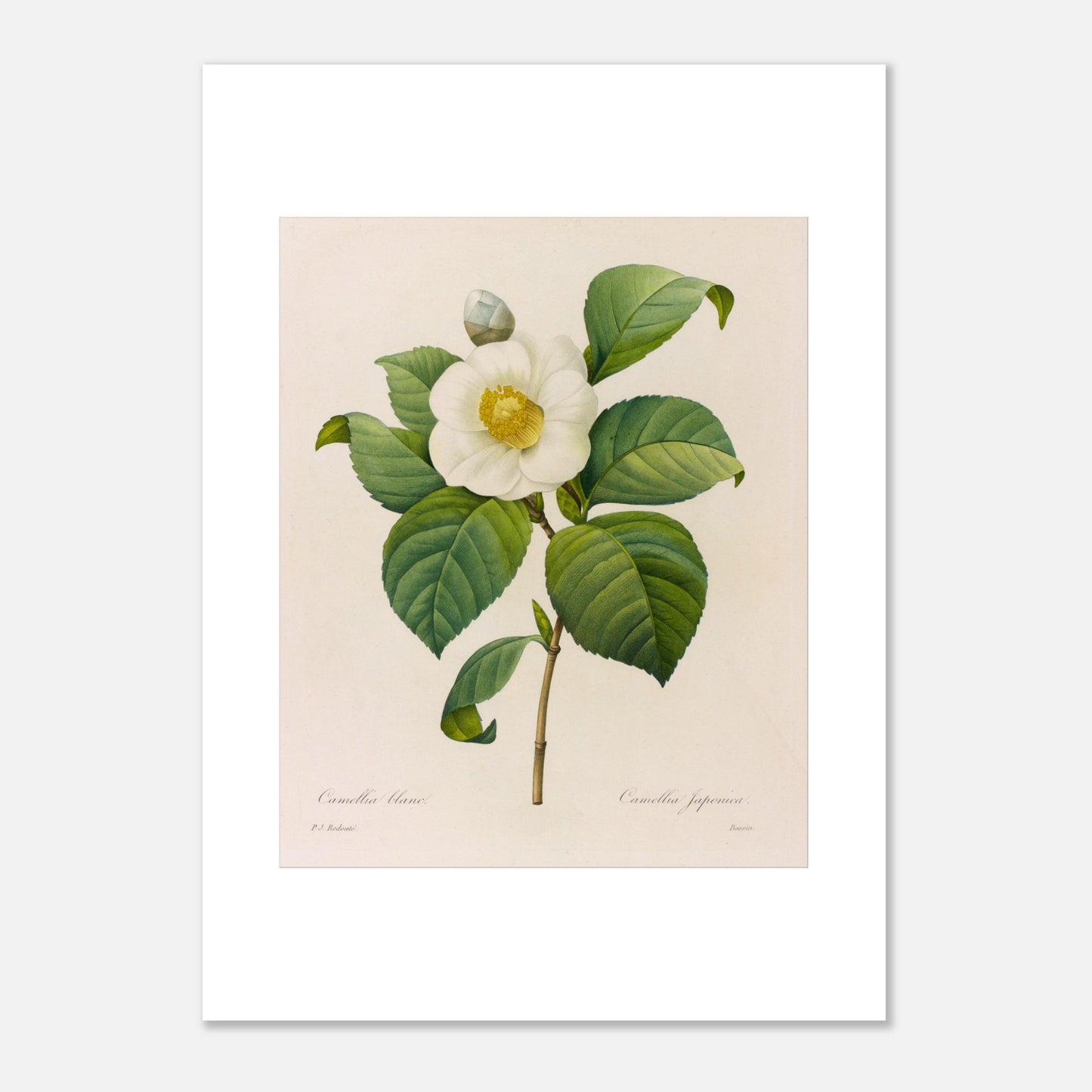 Gravure naturaliste Camellia blanc, Pierre-Joseph Redouté (50x70 cm). Planche botanique de Pierre-Joseph Redouté présentant une fleur de camélia blanc avec des feuilles vertes.