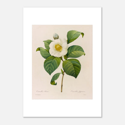 Gravure naturaliste Camellia blanc, Pierre-Joseph Redouté (50x70 cm). Planche botanique de Pierre-Joseph Redouté présentant une fleur de camélia blanc avec des feuilles vertes.