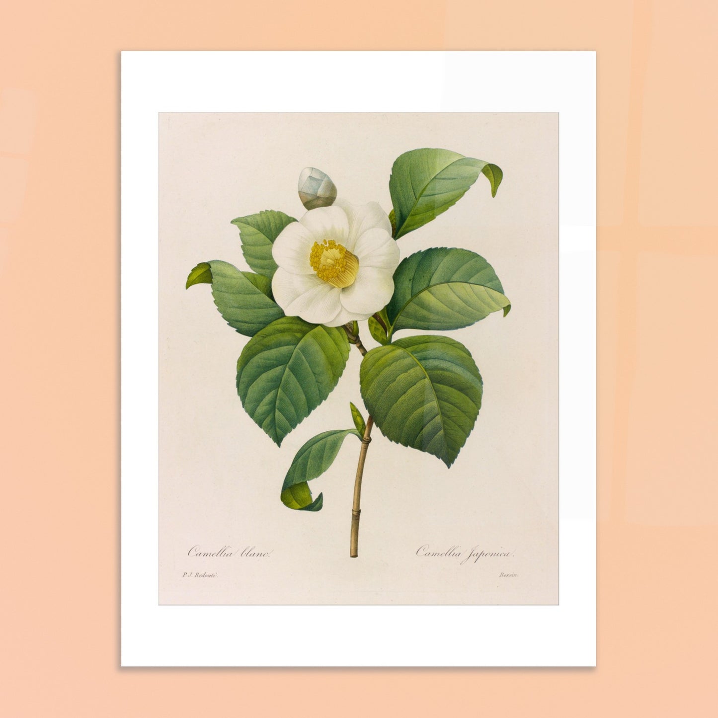 Gravure naturaliste Camellia blanc, Pierre-Joseph Redouté. Planche botanique de Pierre-Joseph Redouté présentant une fleur de camélia blanc avec des feuilles vertes. Image d'illustration 6