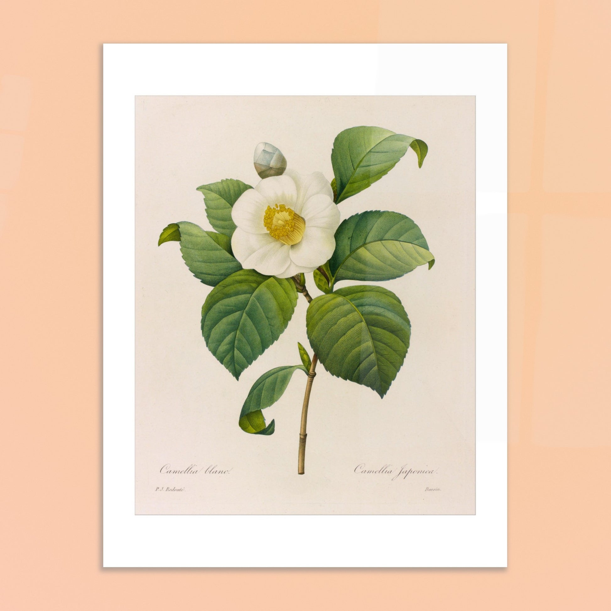 Gravure naturaliste Camellia blanc, Pierre-Joseph Redouté. Planche botanique de Pierre-Joseph Redouté présentant une fleur de camélia blanc avec des feuilles vertes. Image d'illustration 6