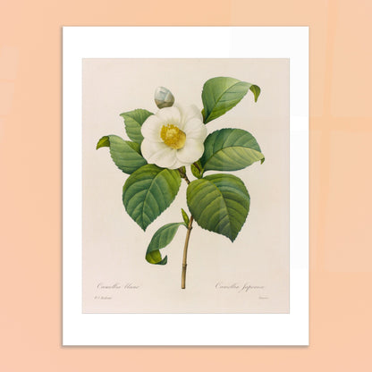 Gravure naturaliste Camellia blanc, Pierre-Joseph Redouté. Planche botanique de Pierre-Joseph Redouté présentant une fleur de camélia blanc avec des feuilles vertes. Image d'illustration 6
