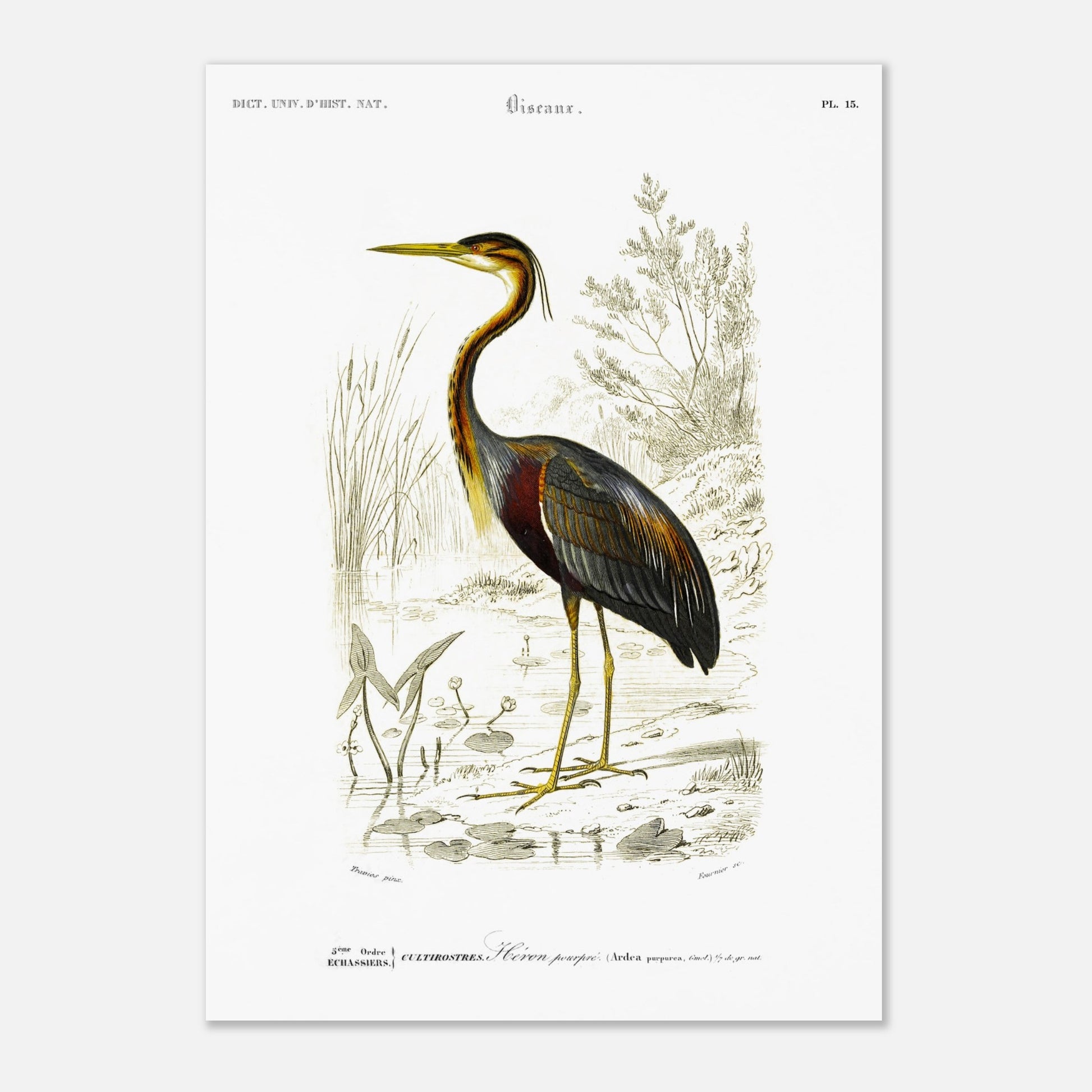 Gravure naturaliste de H)ron pourpr) par Charles d'Orbigny (29,7x42 cm (A3)). Planche naturaliste d'un héron pourpré se tenant dans un milieu aquatique bordé de roseaux et de végétation.