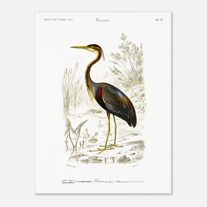 Gravure naturaliste de H)ron pourpr) par Charles d'Orbigny (30x40 cm). Planche naturaliste d'un héron pourpré se tenant dans un milieu aquatique bordé de roseaux et de végétation.