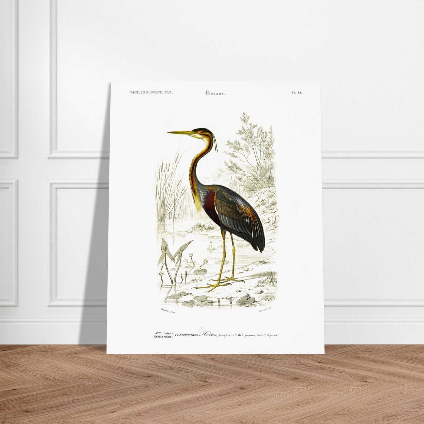 Gravure naturaliste de H)ron pourpr) par Charles d'Orbigny. Planche naturaliste d'un héron pourpré se tenant dans un milieu aquatique bordé de roseaux et de végétation. Image d'illustration 5