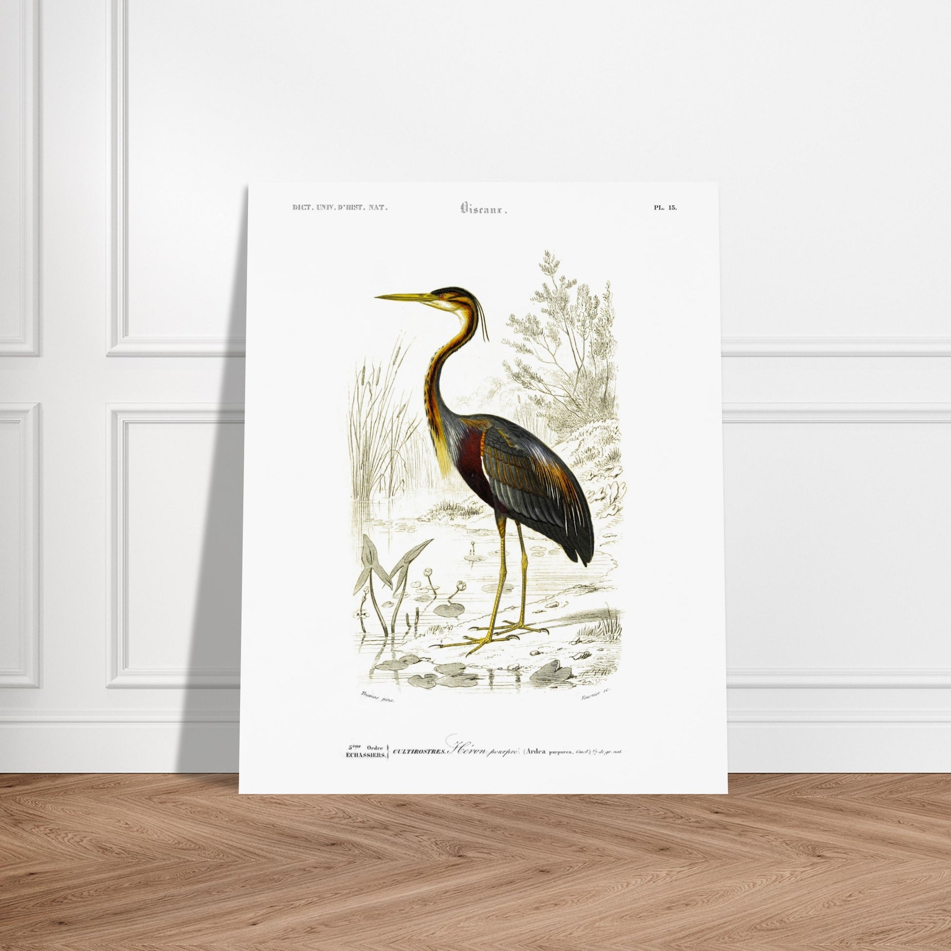 Gravure naturaliste de H)ron pourpr) par Charles d'Orbigny. Planche naturaliste d'un héron pourpré se tenant dans un milieu aquatique bordé de roseaux et de végétation. Image d'illustration 5