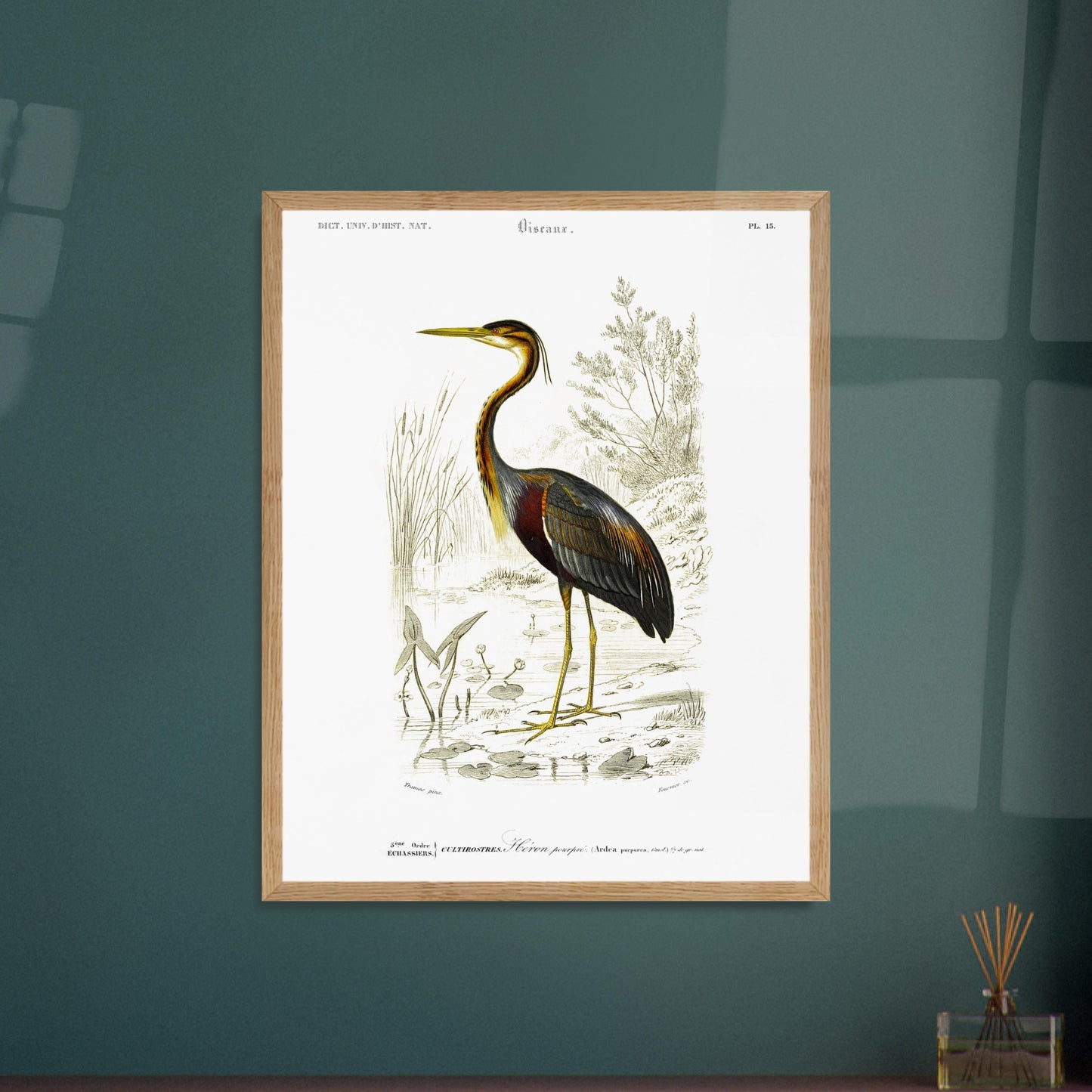 Gravure naturaliste de H)ron pourpr) par Charles d'Orbigny. Planche naturaliste d'un héron pourpré se tenant dans un milieu aquatique bordé de roseaux et de végétation. Image d'illustration 6