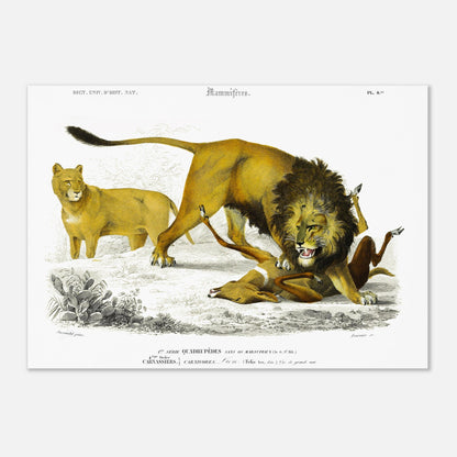 Gravure naturaliste de Lion en chasse par Charles d'Orbigny (29,7x42 cm (A3)). Planche scientifique montrant un lion mâle en pleine chasse d'une gazelle, avec une lionne observant en arrière-plan, sur un terrain aride avec des cactus.