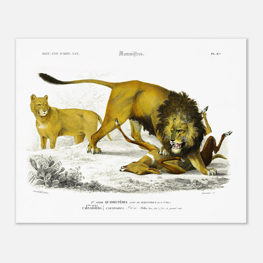 Gravure naturaliste de Lion en chasse par Charles d'Orbigny (40x50 cm). Planche scientifique montrant un lion mâle en pleine chasse d'une gazelle, avec une lionne observant en arrière-plan, sur un terrain aride avec des cactus.