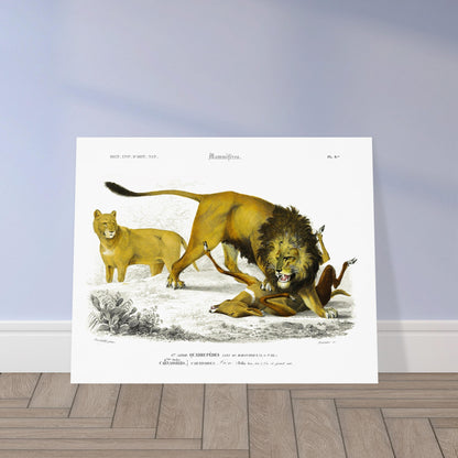 Gravure naturaliste de Lion en chasse par Charles d'Orbigny. Planche scientifique montrant un lion mâle en pleine chasse d'une gazelle, avec une lionne observant en arrière-plan, sur un terrain aride avec des cactus. Image d'illustration 5