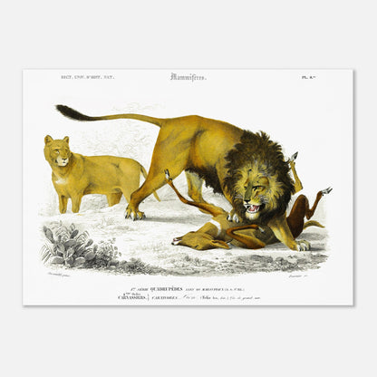 Gravure naturaliste de Lion en chasse par Charles d'Orbigny (50x70 cm). Planche scientifique montrant un lion mâle en pleine chasse d'une gazelle, avec une lionne observant en arrière-plan, sur un terrain aride avec des cactus.