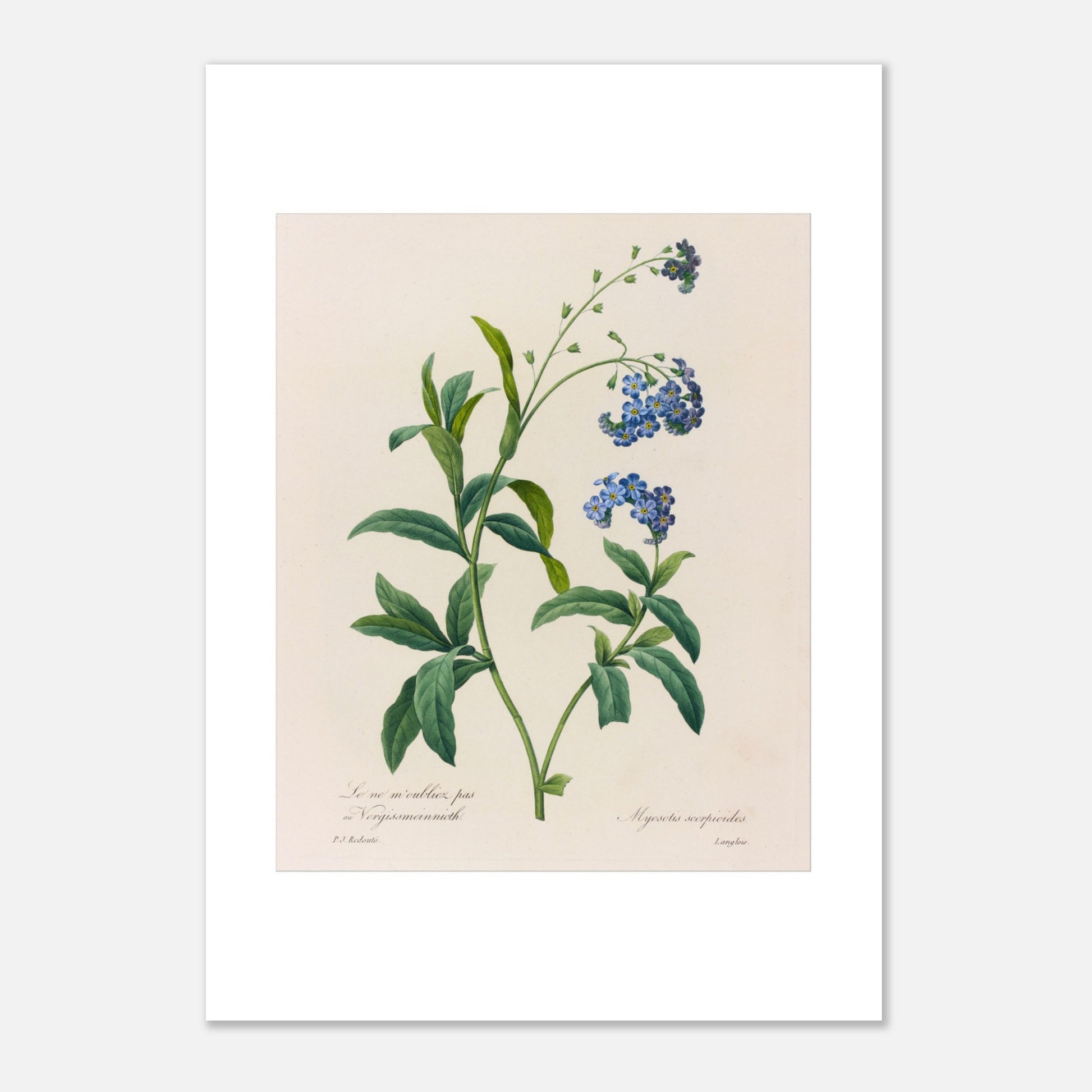 Gravure naturaliste ancienne Myosotis Scorpioides par P.J. Redouté (21x29,7 cm (A4)). Planche botanique ancienne de Pierre-Joseph Redouté représentant la plante Myosotis Scorpioides (Myosotis scorpioides) avec ses feuilles vertes et ses petites fleurs bleues.