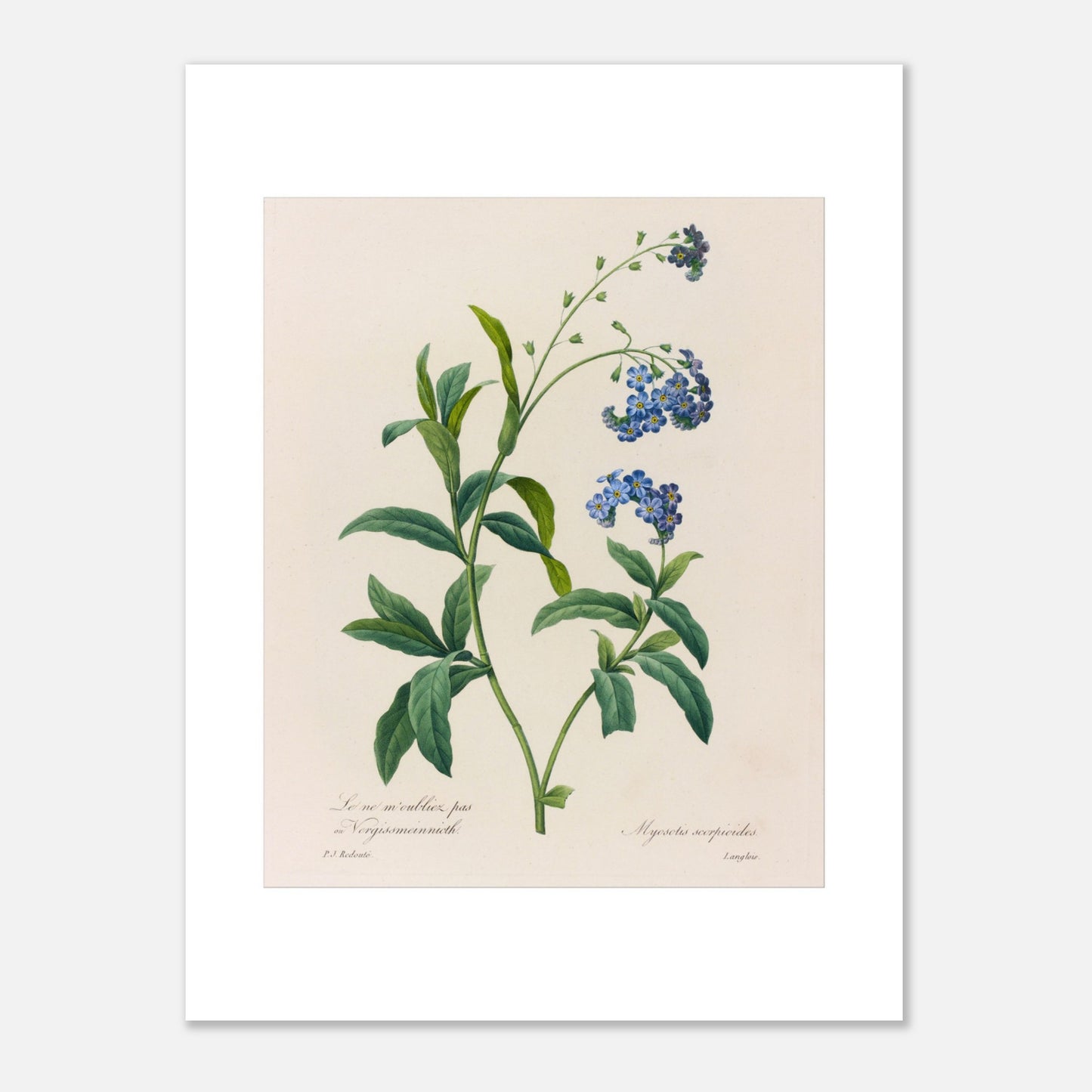 Gravure naturaliste ancienne Myosotis Scorpioides par P.J. Redouté (30x40 cm). Planche botanique ancienne de Pierre-Joseph Redouté représentant la plante Myosotis Scorpioides (Myosotis scorpioides) avec ses feuilles vertes et ses petites fleurs bleues.