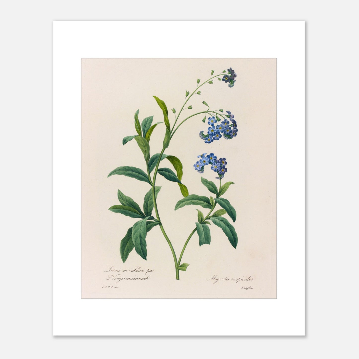 Gravure naturaliste ancienne Myosotis Scorpioides par P.J. Redouté (40x50 cm). Planche botanique ancienne de Pierre-Joseph Redouté représentant la plante Myosotis Scorpioides (Myosotis scorpioides) avec ses feuilles vertes et ses petites fleurs bleues.