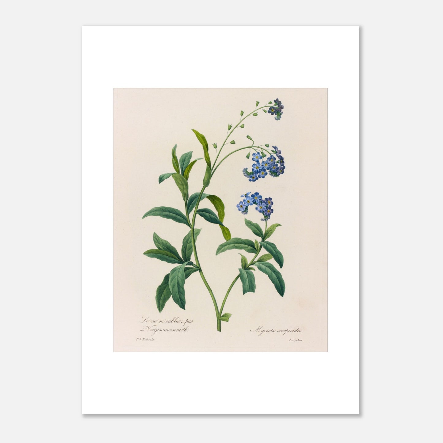 Gravure naturaliste ancienne Myosotis Scorpioides par P.J. Redouté (50x70 cm). Planche botanique ancienne de Pierre-Joseph Redouté représentant la plante Myosotis Scorpioides (Myosotis scorpioides) avec ses feuilles vertes et ses petites fleurs bleues.