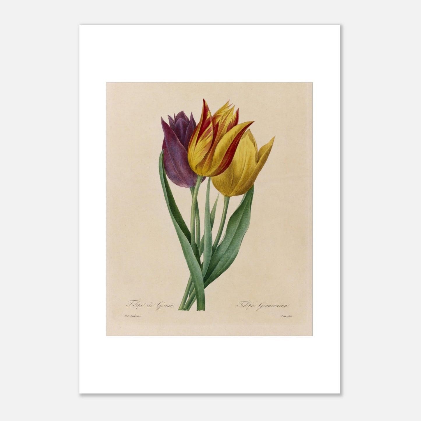 Gravure naturaliste Tulipe de Gesner par Pierre-Joseph Redouté (1827) (21x29,7 cm (A4)). Gravure naturaliste ancienne de trois tulipes par Pierre-Joseph Redouté, une tulipe pourpre et deux tulipes jaunes rayées de rouge.