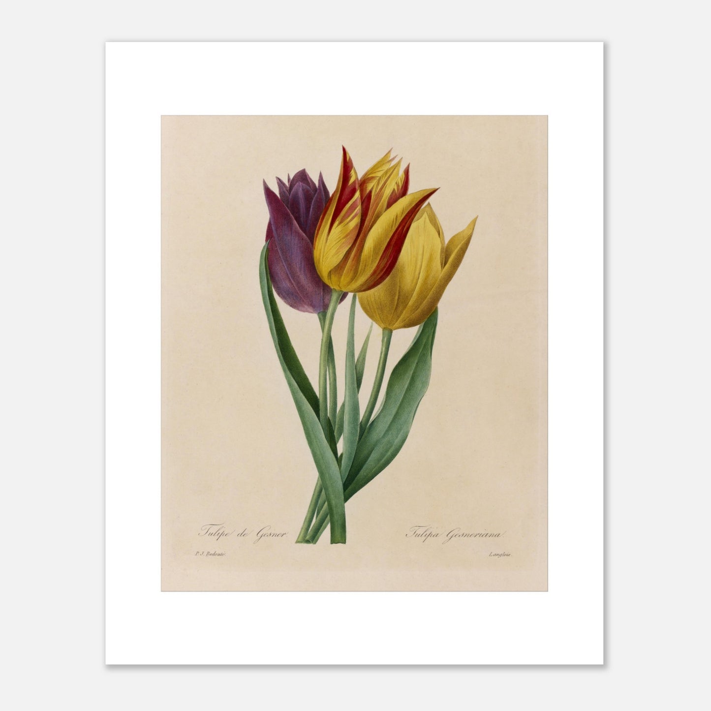 Gravure naturaliste Tulipe de Gesner par Pierre-Joseph Redouté (1827) (40x50 cm). Gravure naturaliste ancienne de trois tulipes par Pierre-Joseph Redouté, une tulipe pourpre et deux tulipes jaunes rayées de rouge.