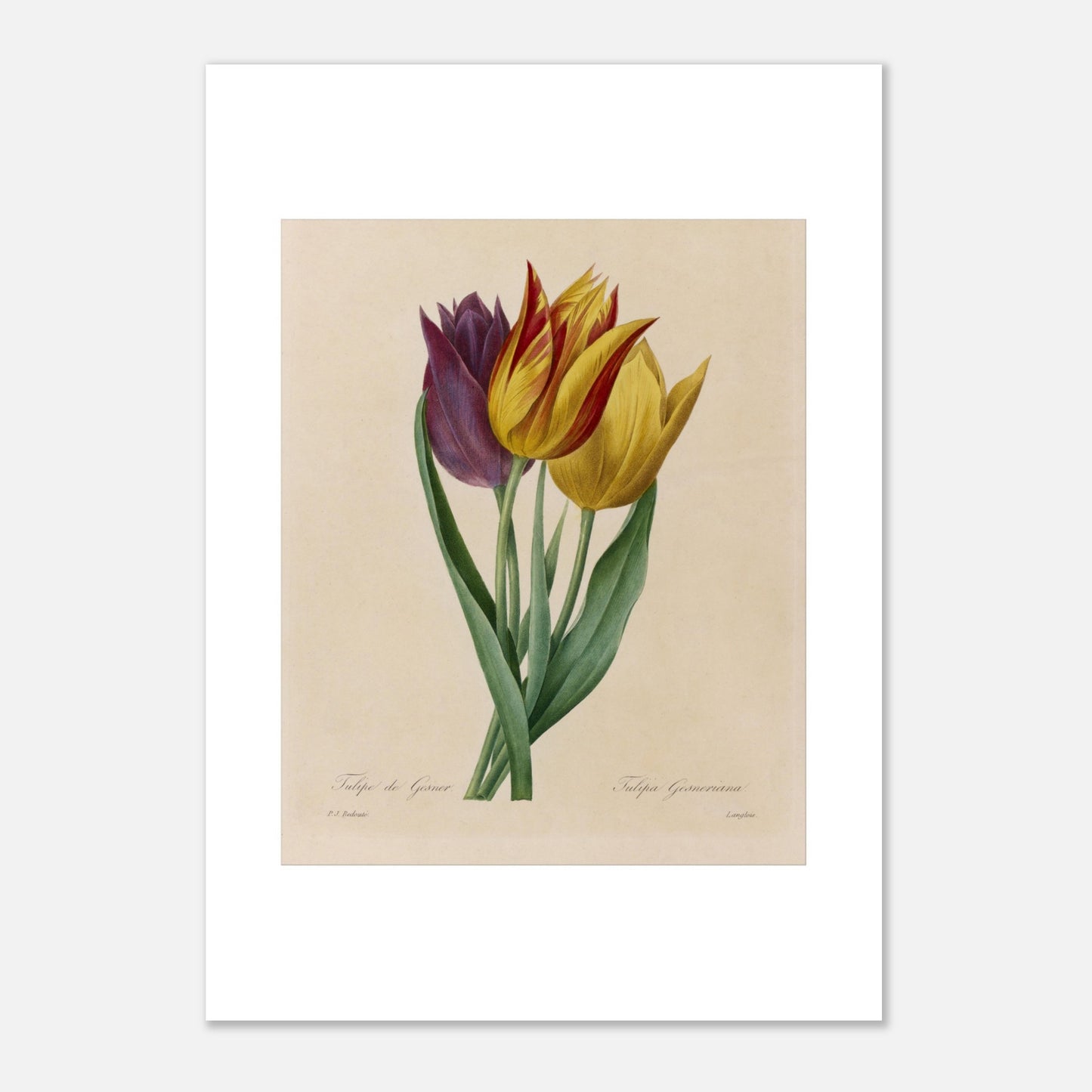 Gravure naturaliste Tulipe de Gesner par Pierre-Joseph Redouté (1827) (42x59,4 cm (A2)). Gravure naturaliste ancienne de trois tulipes par Pierre-Joseph Redouté, une tulipe pourpre et deux tulipes jaunes rayées de rouge.