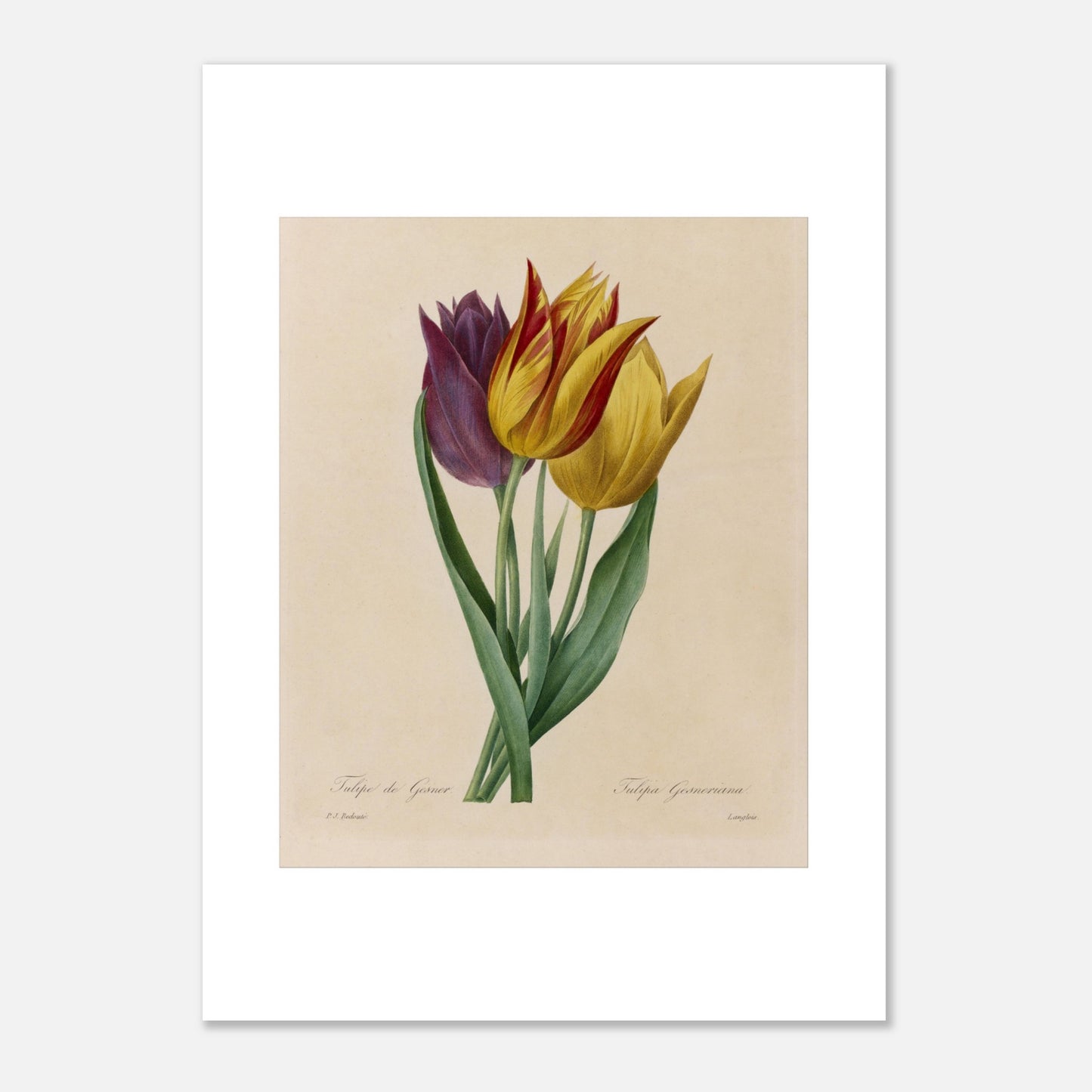 Gravure naturaliste Tulipe de Gesner par Pierre-Joseph Redouté (1827) (50x70 cm). Gravure naturaliste ancienne de trois tulipes par Pierre-Joseph Redouté, une tulipe pourpre et deux tulipes jaunes rayées de rouge.