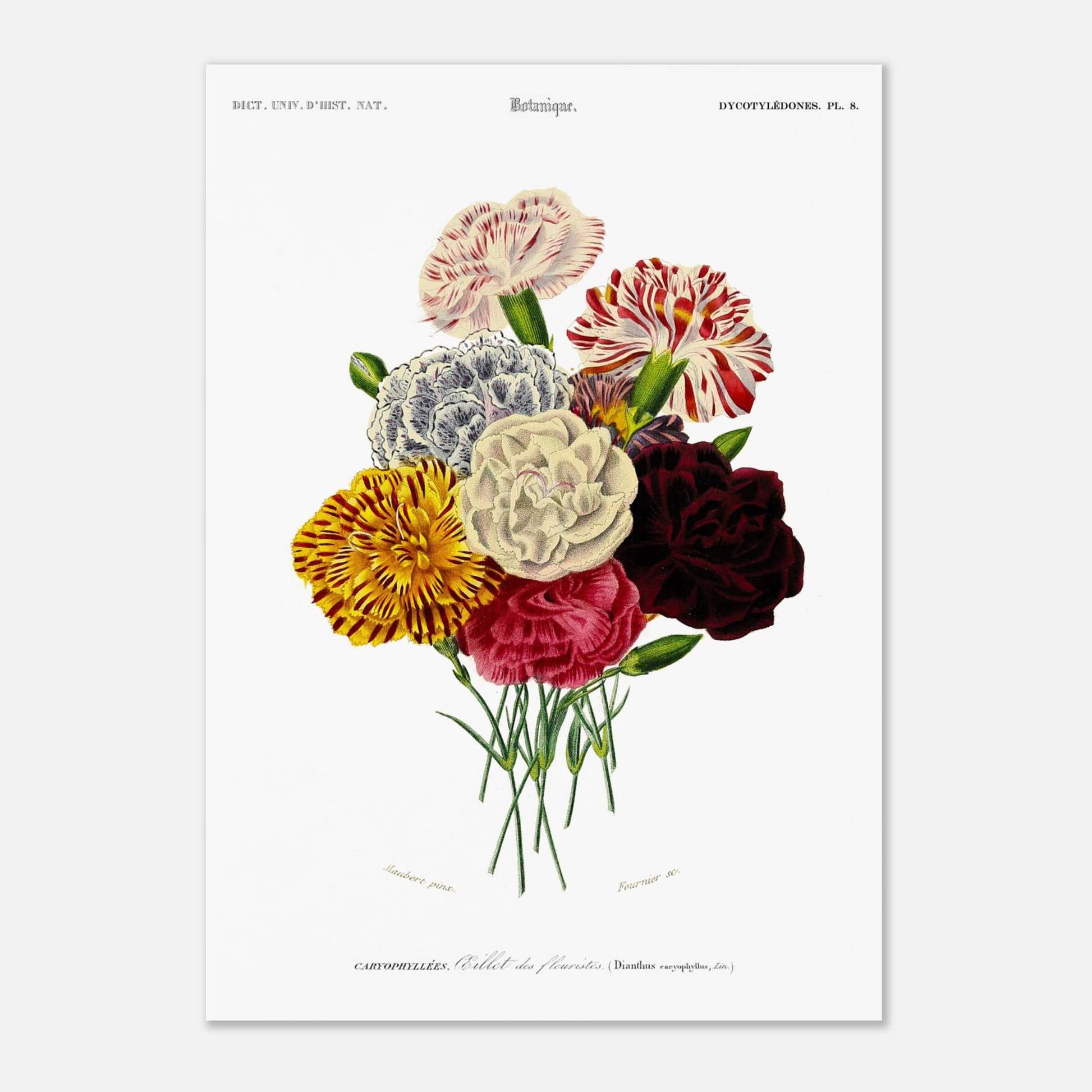 Gravure naturaliste : Œillet des fleuristes par Charles d'Orbigny (29,7x42 cm (A3)). Illustration botanique ancienne représentant un bouquet de sept œillets de fleuristes aux couleurs variées (rouge, blanc, jaune, bicolore), avec des tiges vertes.