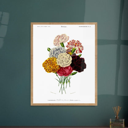 Gravure naturaliste : Œillet des fleuristes par Charles d'Orbigny. Illustration botanique ancienne représentant un bouquet de sept œillets de fleuristes aux couleurs variées (rouge, blanc, jaune, bicolore), avec des tiges vertes. Image d'illustration 5