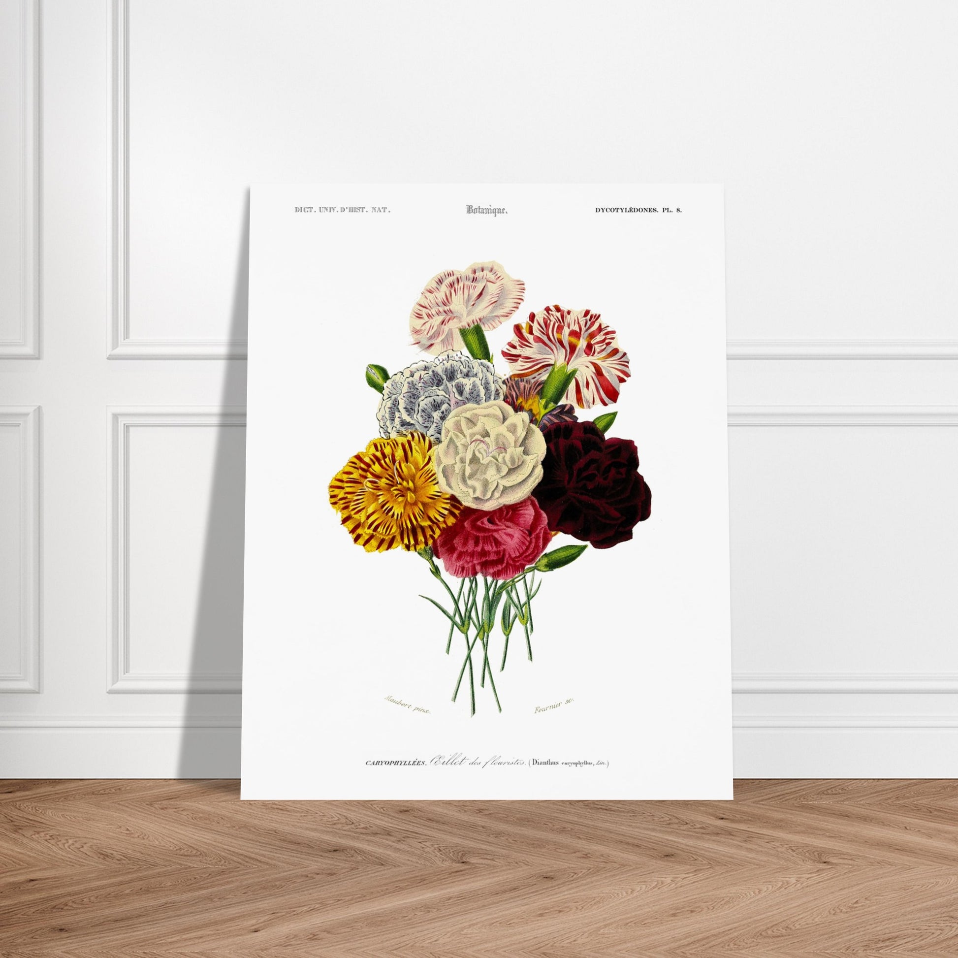 Gravure naturaliste : Œillet des fleuristes par Charles d'Orbigny. Illustration botanique ancienne représentant un bouquet de sept œillets de fleuristes aux couleurs variées (rouge, blanc, jaune, bicolore), avec des tiges vertes. Image d'illustration 6