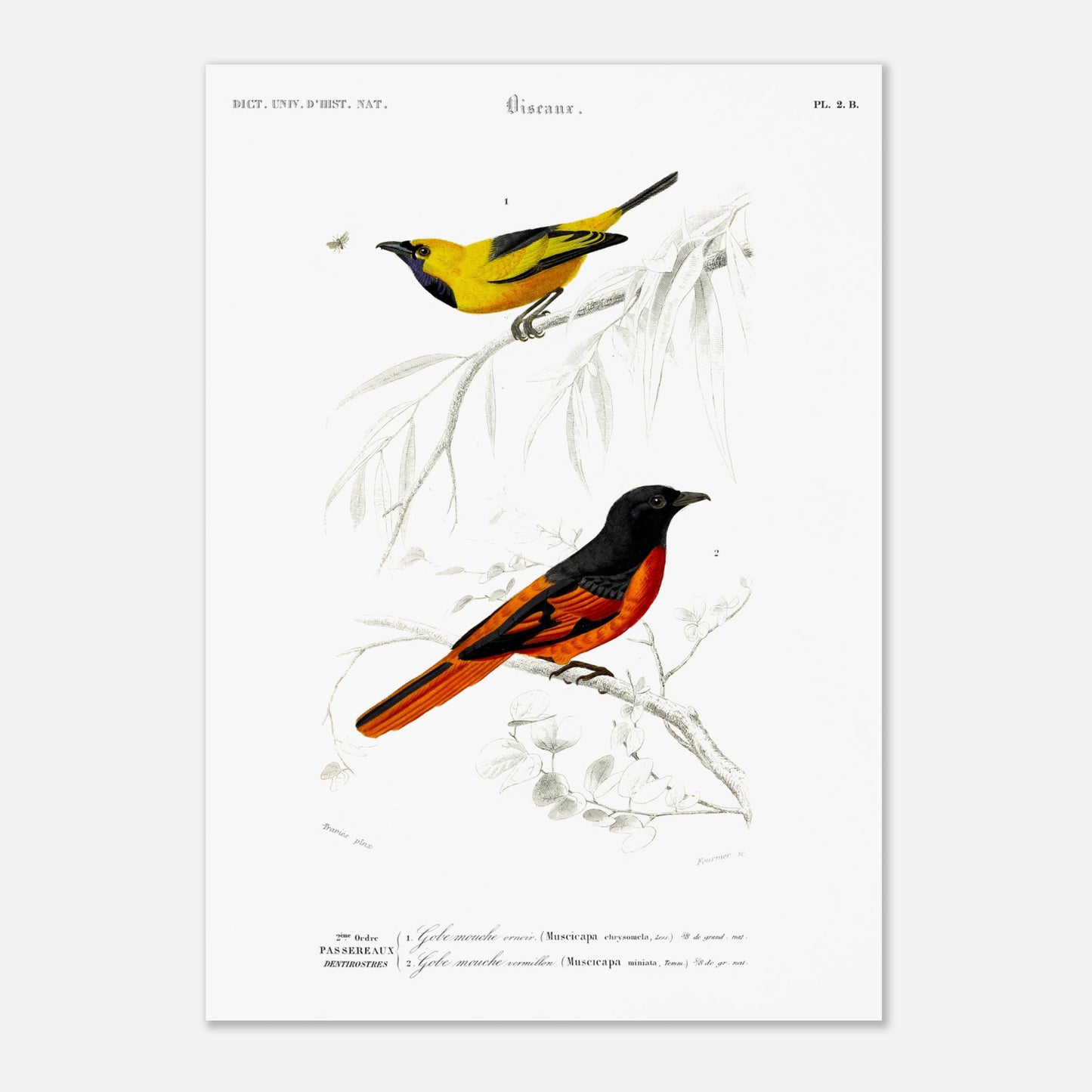 Planche naturaliste Gobe-mouche orn  et vermillon - d'Orbigny (29,7x42 cm (A3)). Planche d'illustration naturaliste du Dictionnaire Universel d'Histoire Naturelle de Charles d'Orbigny, présentant deux oiseaux : un oiseau jaune et noir identifié comme "Gobe-mouche orné", et un oiseau noir et orange identifié comme "Gobe-mouche vermillon".