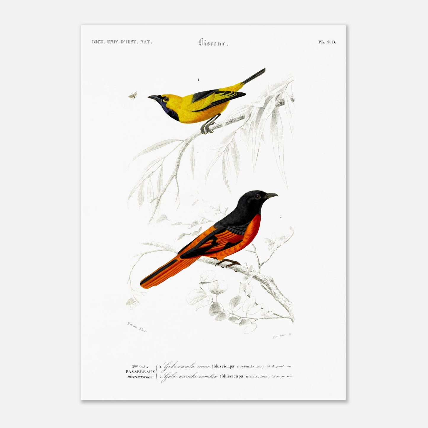 Planche naturaliste Gobe-mouche orn  et vermillon - d'Orbigny. Planche d'illustration naturaliste du Dictionnaire Universel d'Histoire Naturelle de Charles d'Orbigny, présentant deux oiseaux : un oiseau jaune et noir identifié comme "Gobe-mouche orné", et un oiseau noir et orange identifié comme "Gobe-mouche vermillon". Image d'illustration 4